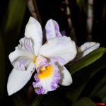 Cattleya 7039 La serre aux orchidées, Ollioules février 2022.